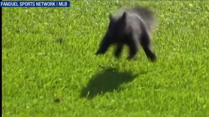 Squirrel on field puzzles Riley Greene, terrorizes Detroit Tigers bullpen while announcers narrate