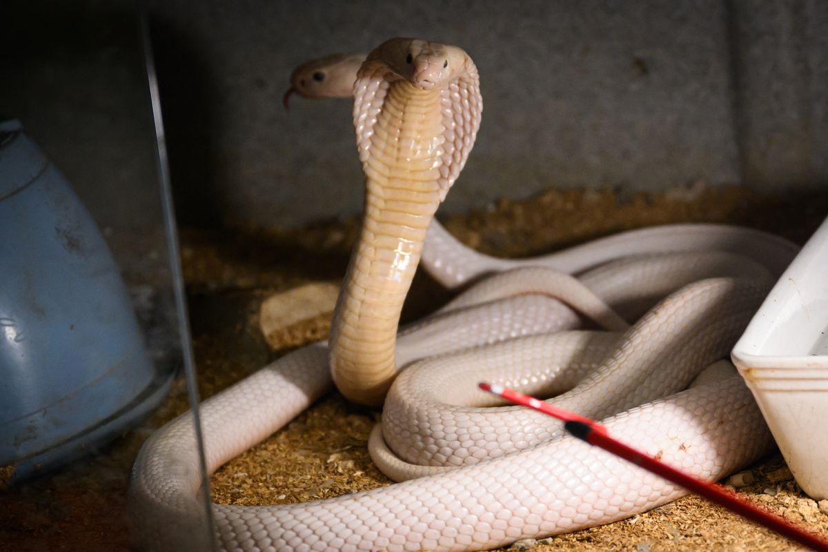 FRANCE-ANIMALS-ZOOLOGY-OFFBEAT