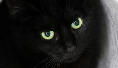 Outside The Confines: The best minor league promo ever