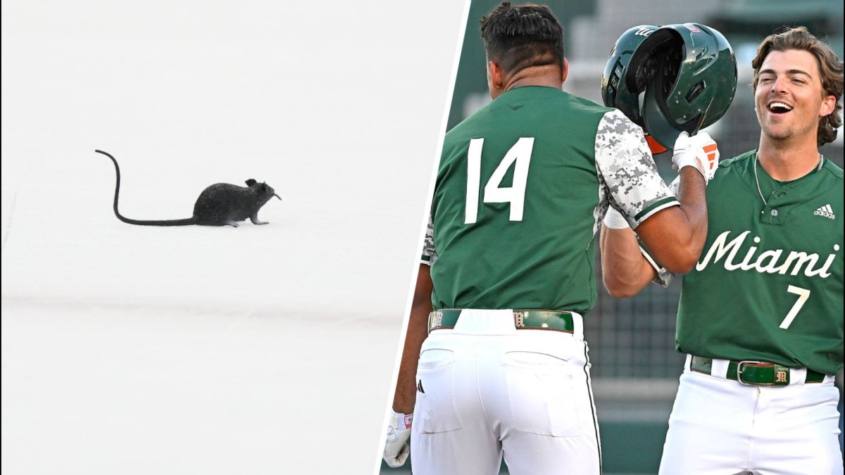 Panthers’ rat tradition, NCAA baseball regionals, the best of track and field meet in Jacksonville – NBC 6 South Florida