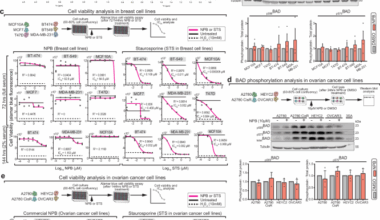 The non-cytotoxic small molecule NPB does not inhibit BAD phosphorylation and forms colloidal aggregates