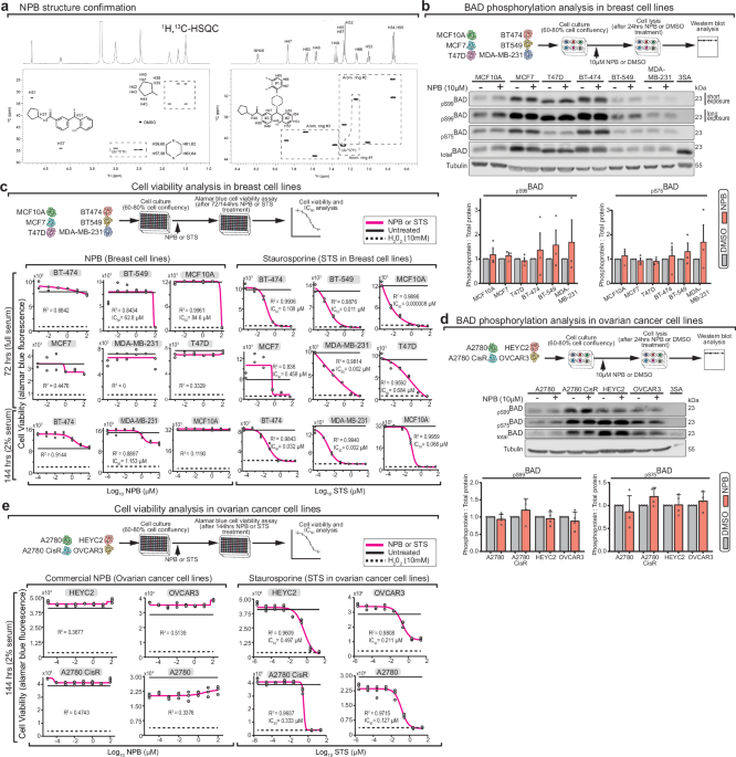 The non-cytotoxic small molecule NPB does not inhibit BAD phosphorylation and forms colloidal aggregates
