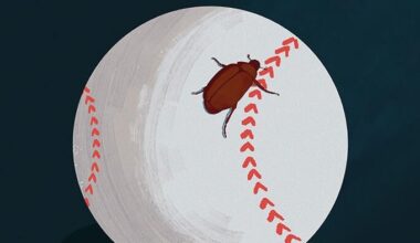 Musings: June bugs and baseball | Lifestyle