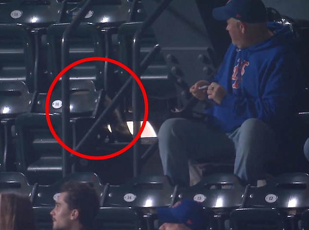 One fan was stunned and was seen watching as the raccoon moved through the seats