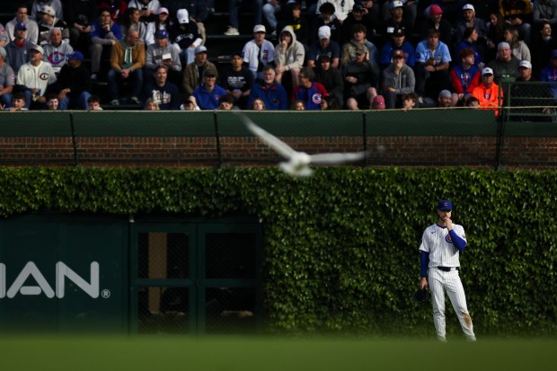A seagull flies by while the Cubs' Kyle Tucker stands in right field during the third inning against the Rockies on May 28, 2025, at Wrigley Field. (Audrey Richardson/Chicago Tribune)
