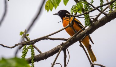 Unlike the team, Baltimore orioles are soaring in Cromwell Valley