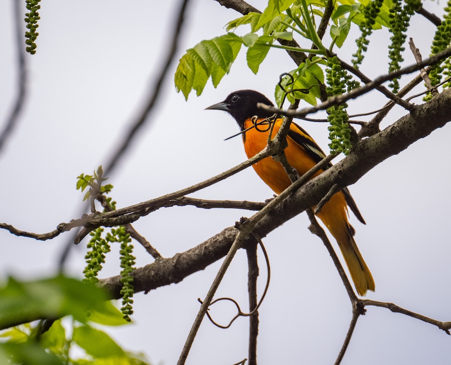 Unlike the team, Baltimore orioles are soaring in Cromwell Valley