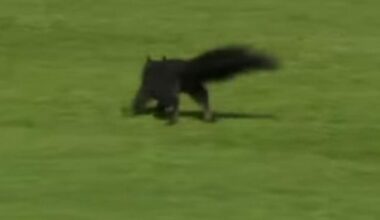 Squirrel runs out onto field during Detroit Tigers game