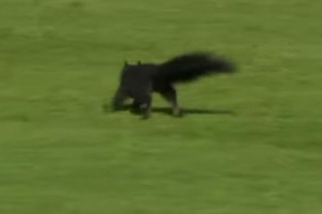 Squirrel runs out onto field during Detroit Tigers game