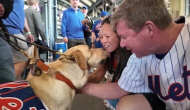 Centerport couple training NY Mets guide dog