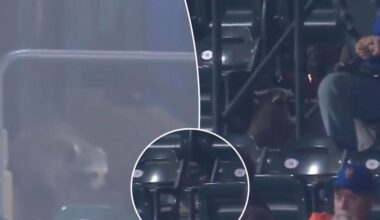 Raccoon invades Citi Field during Mets-Pirates game
