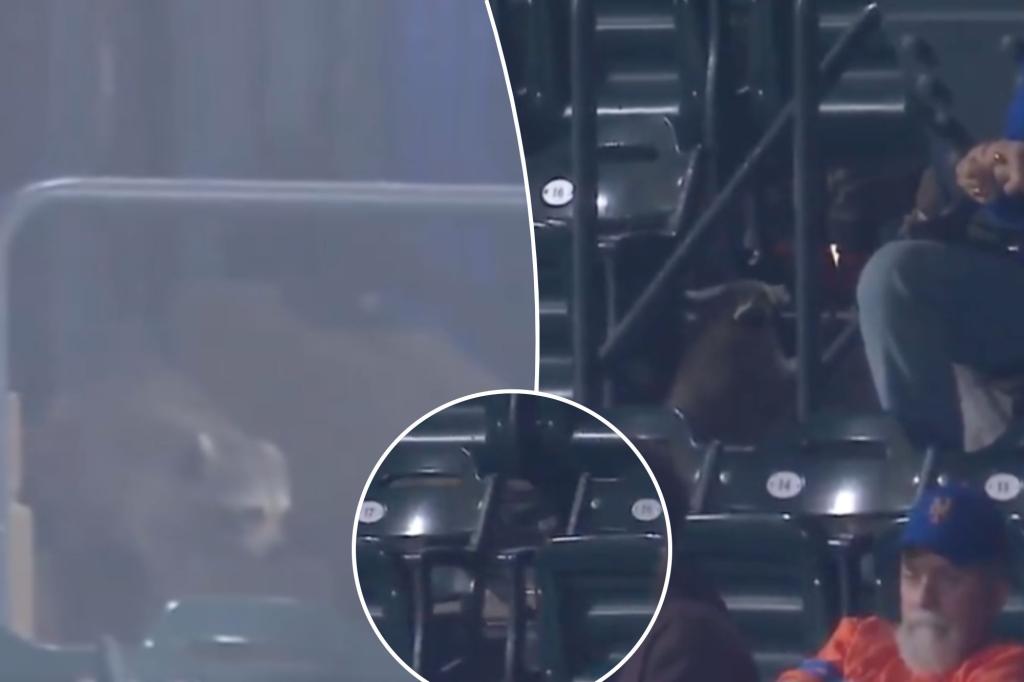 Raccoon invades Citi Field during Mets-Pirates game