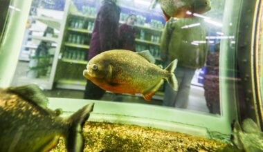 Snake Bytes, 6/30: Snake-eating fish