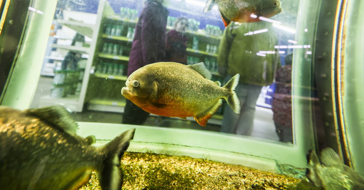 Snake Bytes, 6/30: Snake-eating fish