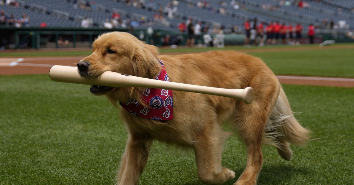The Hoddle of Coffee: Tottenham Hotspur News and Links for Tuesday, June 17
