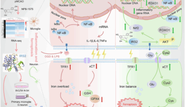 NPB-1575 attenuates neuroinflammation and resists ferroptosis in rat ischemic stroke via IRS2 signaling pathway