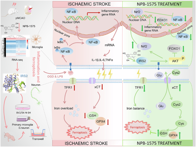 NPB-1575 attenuates neuroinflammation and resists ferroptosis in rat ischemic stroke via IRS2 signaling pathway