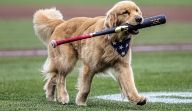 Nationals' bat-retrieving dog Bruce laps up pregame attention, makes MLB debut | Wire