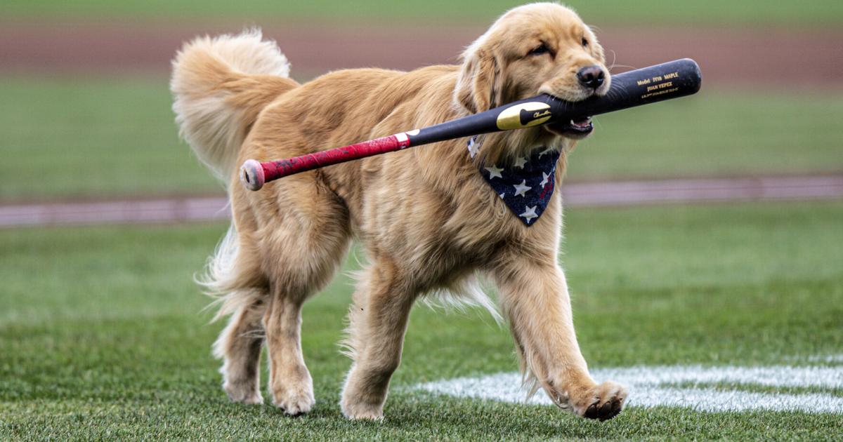 Nationals' bat-retrieving dog Bruce laps up pregame attention, makes MLB debut | National News