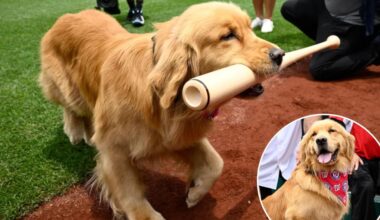 Washington Nationals bat dog Bruce makes MLB debut at Nationals Park