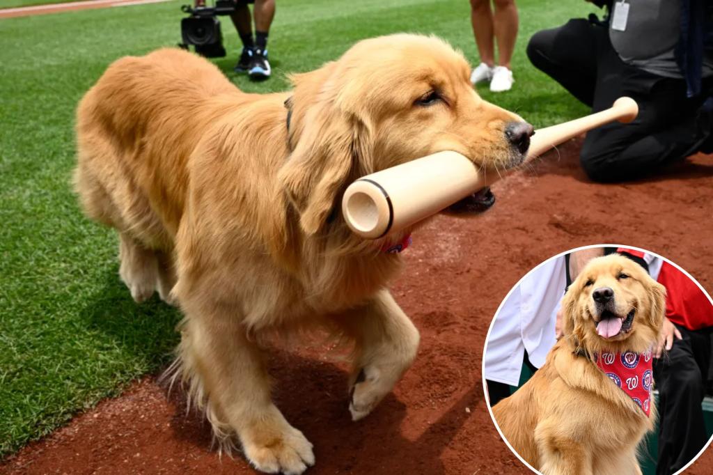 Washington Nationals bat dog Bruce makes MLB debut at Nationals Park
