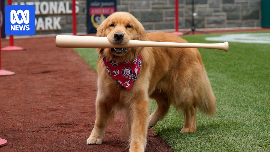 Bruce the bat dog helps out at MLB Washington Nationals game to crowd fanfare