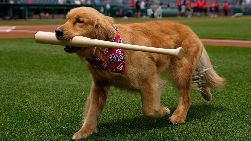 <div>Bruce the Bat Dog fetches a bat before a game between the Washington Nationals and the Miami Marlins at Nationals Park on June 14, 2025 in Washington, DC. (Credit: Jess Rapfogel/Getty Images)</div>