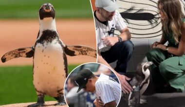 Woeful White Sox have penguin throw out first pitch
