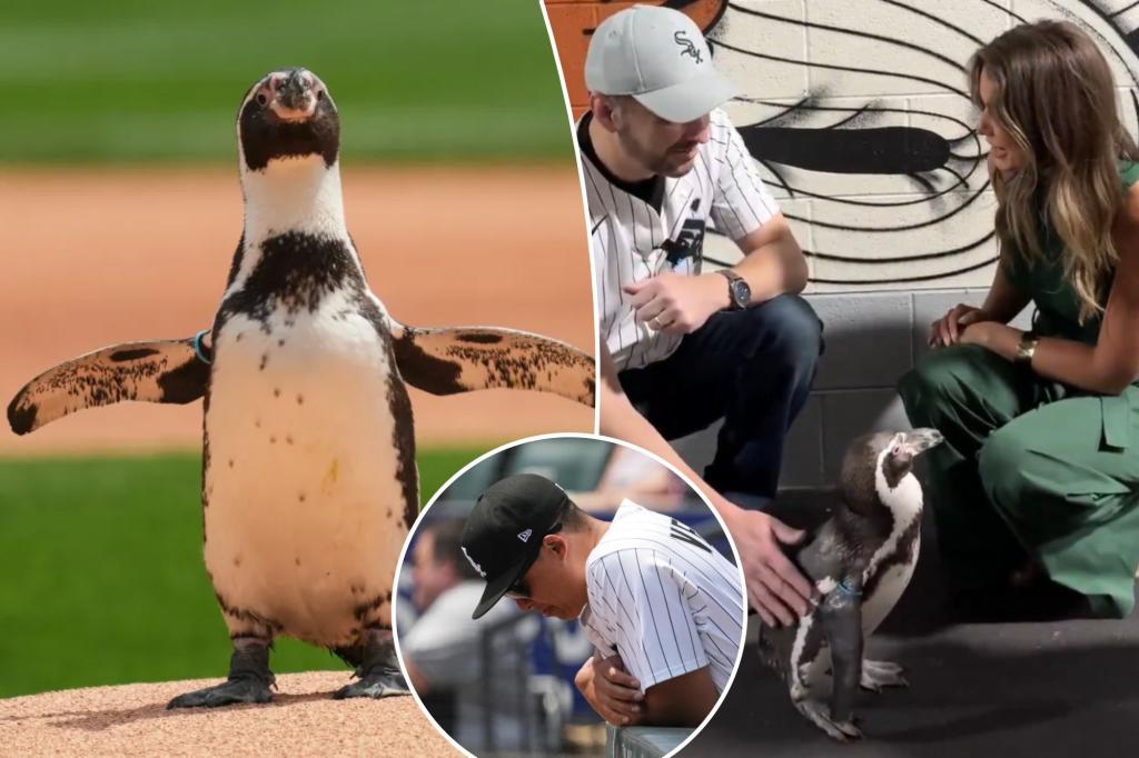 Woeful White Sox have penguin throw out first pitch