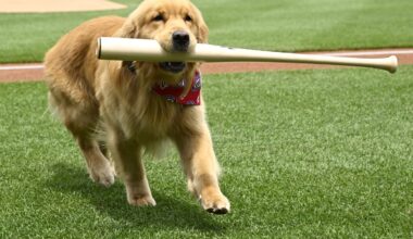 Bat-retrieving dog Bruce makes MLD debut