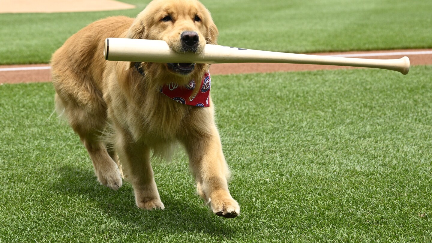 Bat-retrieving dog Bruce makes MLD debut