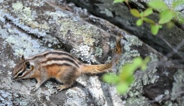 2025 Texas Rangers draft preview: Lucas Franco