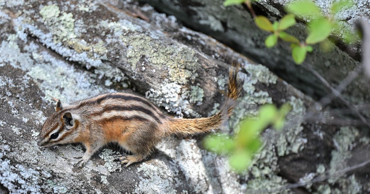 2025 Texas Rangers draft preview: Lucas Franco