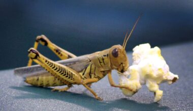 Rangers take Josh Owens in third round