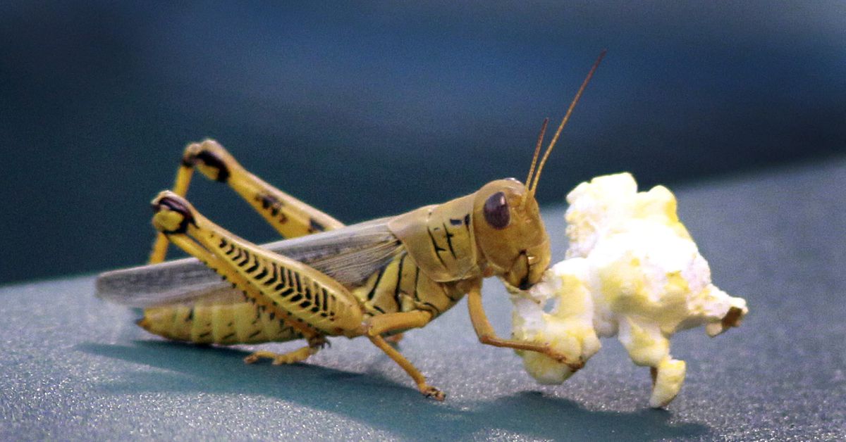 Rangers take Josh Owens in third round