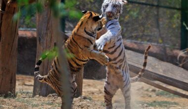 Series Preview #34: Diamondbacks @ Tigers