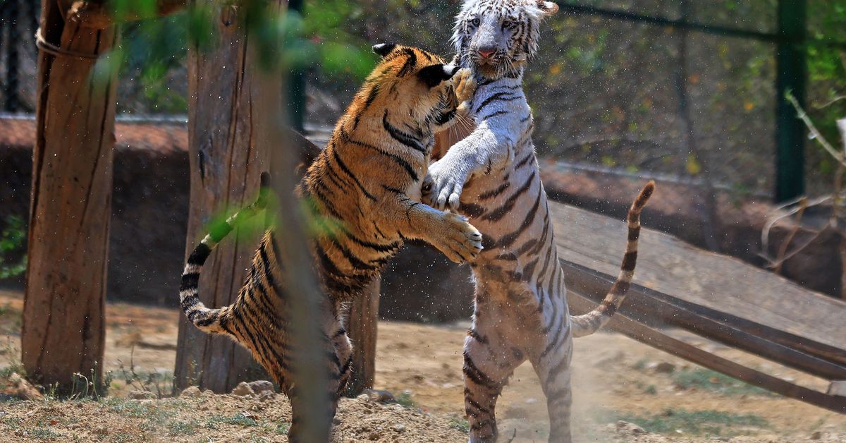 Series Preview #34: Diamondbacks @ Tigers