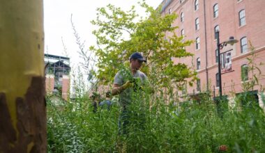 This secret garden at Camden Yards attracts the Baltimore oriole