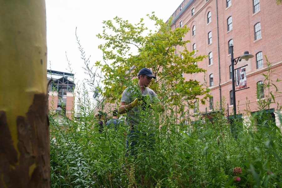 This secret garden at Camden Yards attracts the Baltimore oriole