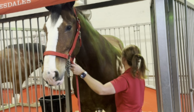 Budweiser Clydesdales to make deliveries in Smyrna as part of All-Star Week