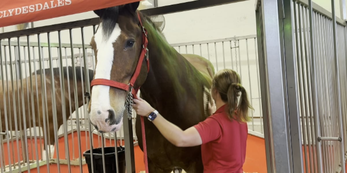 Budweiser Clydesdales to make deliveries in Smyrna as part of All-Star Week