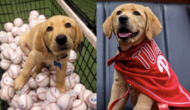 Philadelphia Phillies’ New Service Dog is Instant Celebrity – And Will Support a Veteran After Season of Training