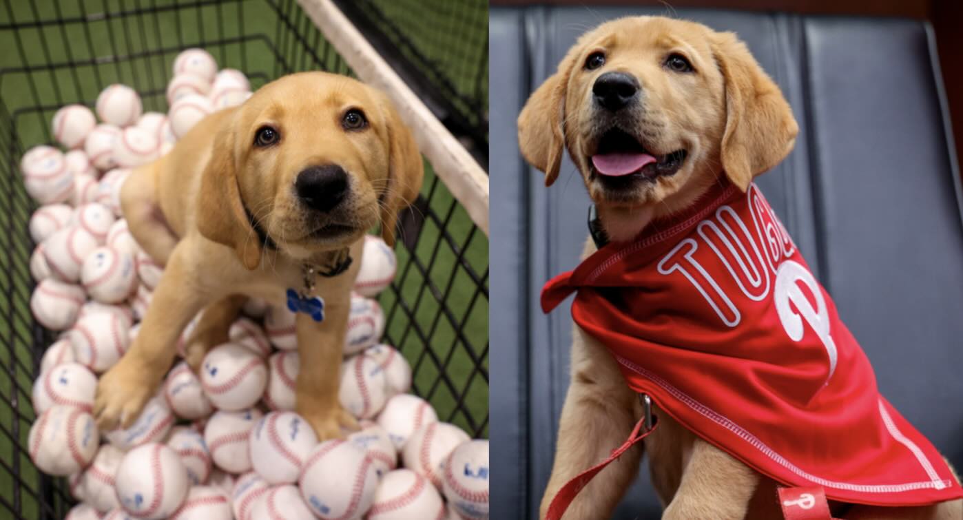 Philadelphia Phillies’ New Service Dog is Instant Celebrity – And Will Support a Veteran After Season of Training