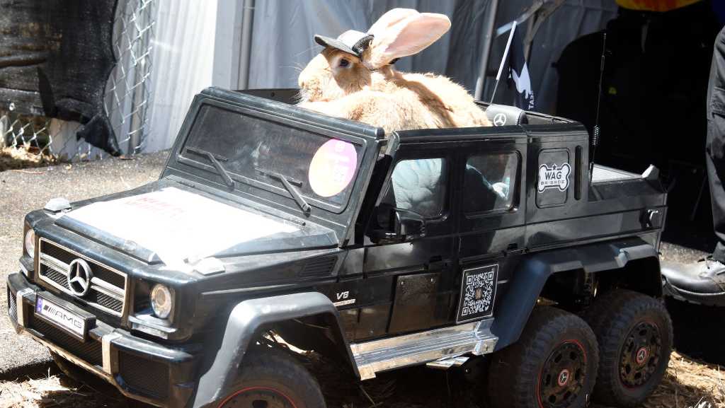 Beloved SF Giants' 29-pound therapy rabbit dies after a battle with cancer