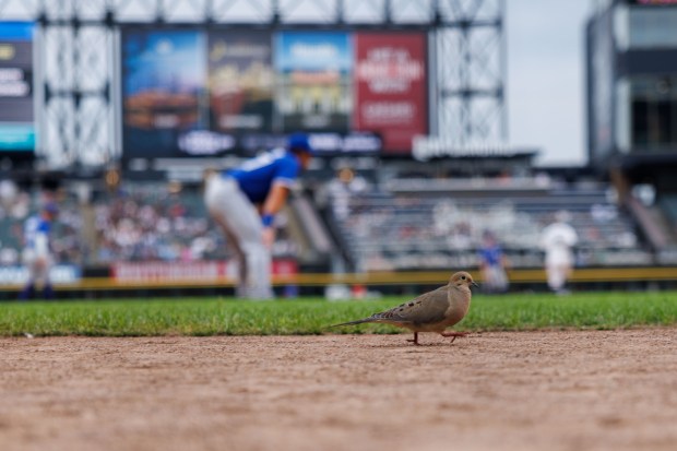 A bird walks on the field while the Toronto Blue Jays play the Chicago White Sox at Rate Field Tuesday July 8, 2025, in Chicago. (Armando L. Sanchez/Chicago Tribune)