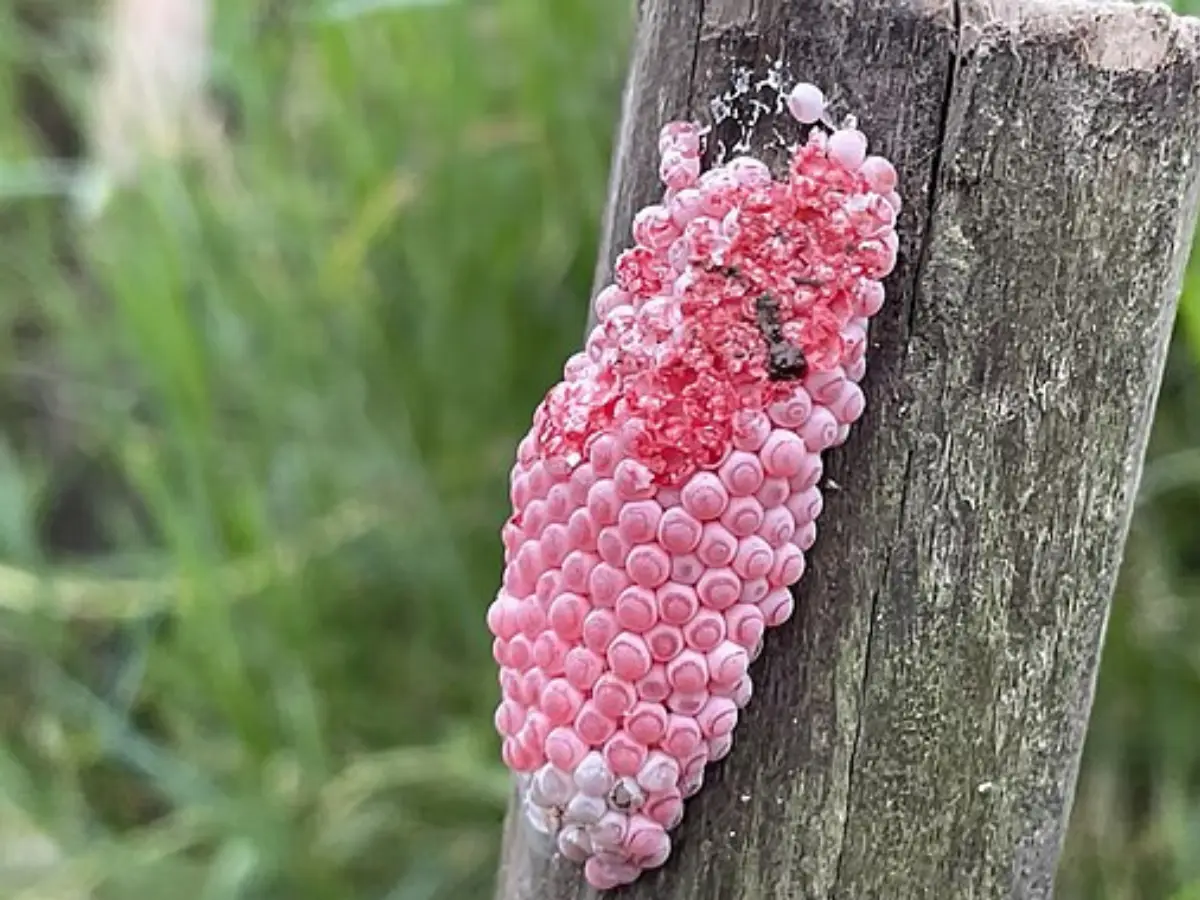DO NOT TOUCH THEM: If you see these pink clusters in Florida, crush them. They are...