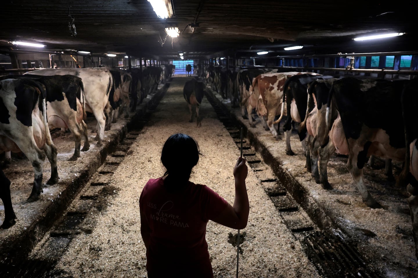 Wuendy Bernardo, a 33-year-old from Guatemala, watched over the cows during an early morning shift at the dairy farm where she has lived and worked for more than a decade in Orleans County, Vt. Bernardo was scheduled to report to the US Immigration and Customs Enforcement office in St. Albans, Vt., on July 21, where she faced deportation proceedings.