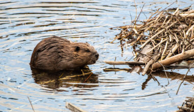 FAAB Week 21: About Dam Time For Beavers