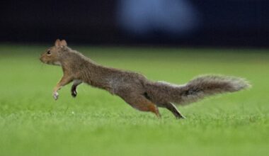 Fans Go Nuts Over Squirrel At Yankee Stadium