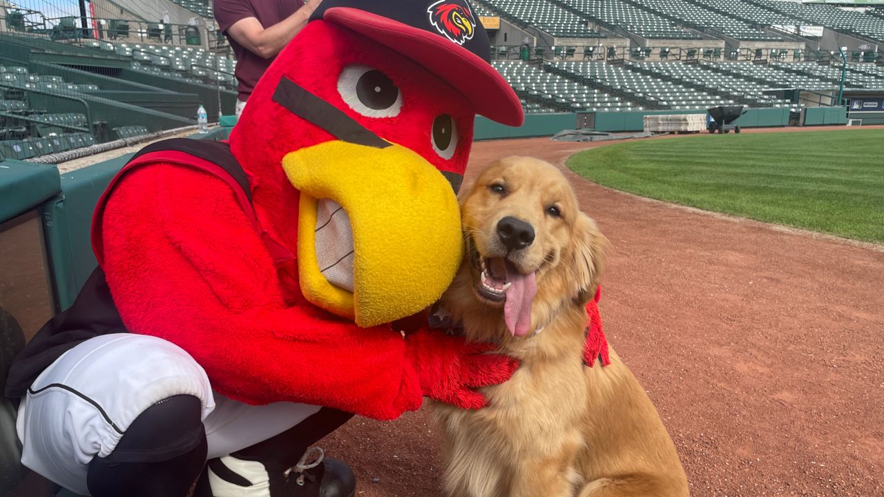 Bruce the Bat Dog (Spectrum News 1)